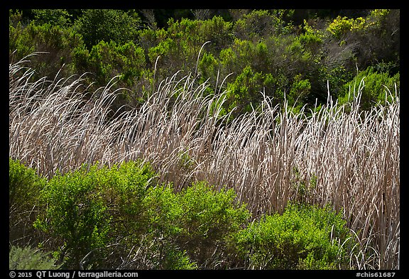 Reeds and green shrubs, Lobo Canyon, Santa Rosa Island. Channel Islands National Park (color)