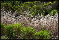 Reeds and green shrubs, Lobo Canyon, Santa Rosa Island. Channel Islands National Park ( color)