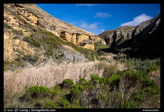 Riparian vegetation and cliffs, Lobo Canyon, Santa Rosa Island. Channel Islands National Park (color)