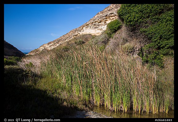 Reeds near the mouth of Lobo Canyon, Santa Rosa Island. Channel Islands National Park (color)
