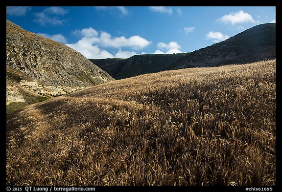 Grassy hillside, Lobo Canyon, Santa Rosa Island. Channel Islands National Park (color)