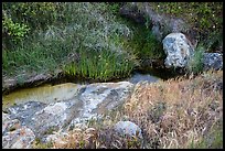 Close-up of stream and vegetation, Lobo Canyon, Santa Rosa Island. Channel Islands National Park ( color)
