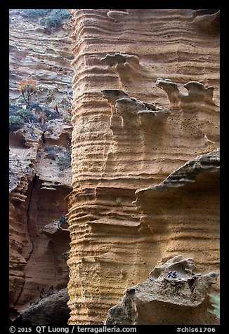 Water-sculptured sandstone wall, Lobo Canyon, Santa Rosa Island. Channel Islands National Park (color)