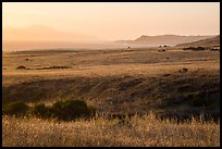 Grasses, Skunk Point, and Santa Cruz Island, sunrise, Santa Rosa Island. Channel Islands National Park ( color)