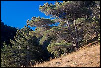 Santa Rosa Island Torrey Pines, Santa Rosa Island. Channel Islands National Park ( color)