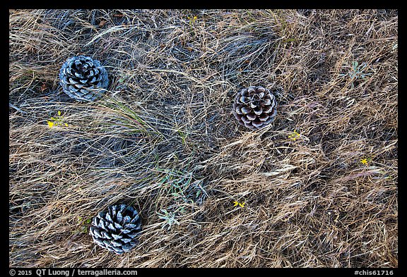 Ground close-up with Torrey Pine cones, flowers, and grasses, Santa Rosa Island. Channel Islands National Park (color)
