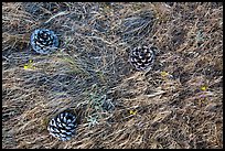 Ground close-up with Torrey Pine cones, flowers, and grasses, Santa Rosa Island. Channel Islands National Park ( color)