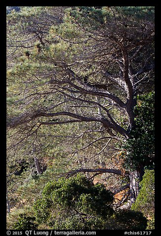Forest of Torrey Pines, Santa Rosa Island. Channel Islands National Park (color)