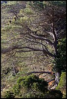 Forest of Torrey Pines, Santa Rosa Island. Channel Islands National Park ( color)