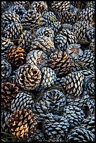 Fallen Torrey Pine cones, Santa Rosa Island. Channel Islands National Park ( color)