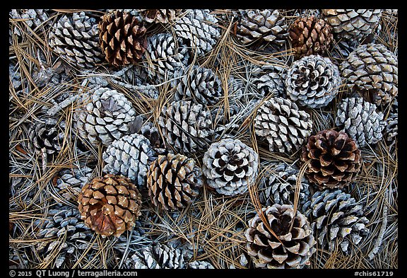 Torrey Pine cones and needles on the ground, Santa Rosa Island. Channel Islands National Park (color)