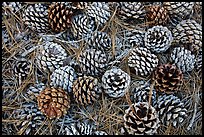 Torrey Pine cones and needles on the ground, Santa Rosa Island. Channel Islands National Park ( color)