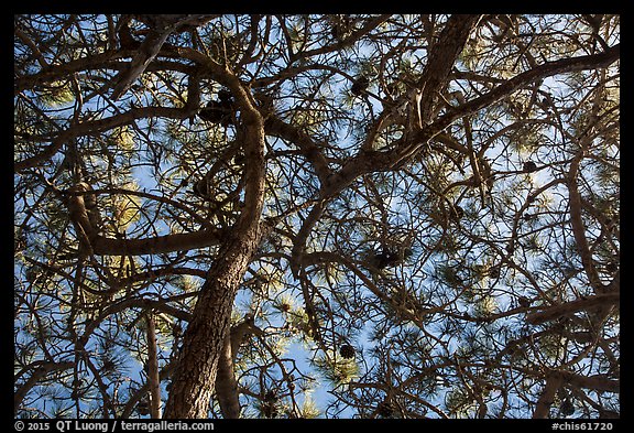 Looking up Torrey Pine, Santa Rosa Island. Channel Islands National Park (color)