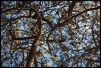 Looking up Torrey Pine, Santa Rosa Island. Channel Islands National Park ( color)