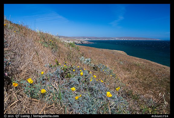 Poppies and grasses near Black Point, Santa Rosa Island. Channel Islands National Park (color)