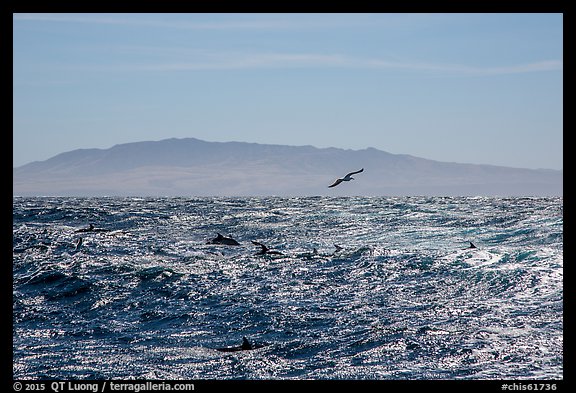 Pod of dolphins, seagall, and Santa Cruz Island. Channel Islands National Park, California, USA.