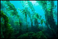 Giant macrocystis kelp anchored on ocean floor, Santa Barbara Island. Channel Islands National Park ( color)