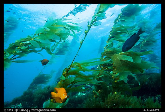 Fish and giant kelp plants, Santa Barbara Island. Channel Islands National Park (color)
