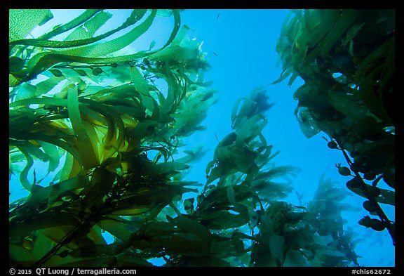 Looking up kelp canopy underwater, Santa Barbara Island. Channel Islands National Park (color)