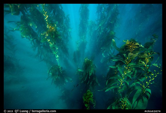 Sunrays looking down kelp forest, Santa Barbara Island. Channel Islands National Park (color)