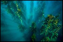 Sunrays looking down kelp forest, Santa Barbara Island. Channel Islands National Park ( color)
