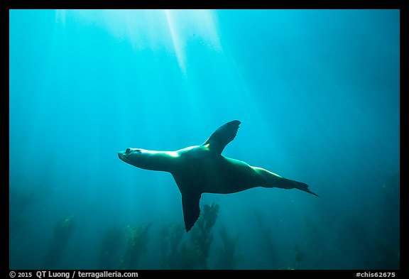 Sea lion underwater with sun rays, Santa Barbara Island. Channel Islands National Park (color)