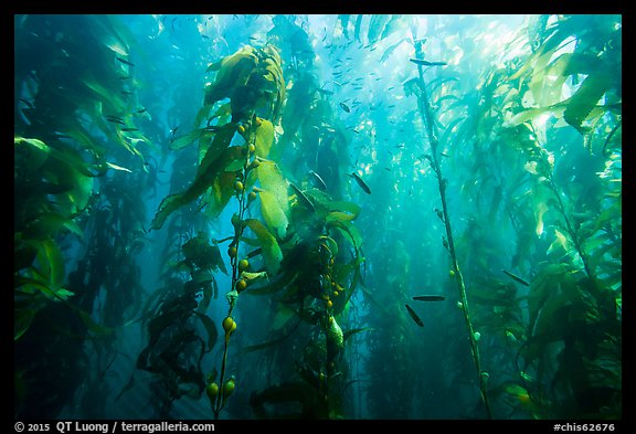 Kelp bed and fish, Santa Barbara Island. Channel Islands National Park (color)