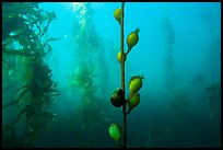Pneumatocysts and kelp plants underwater, Santa Barbara Island. Channel Islands National Park, California, USA.