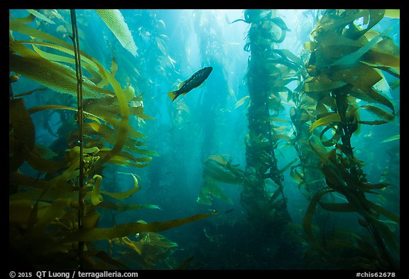 Fish in kelp forest, Santa Barbara Island. Channel Islands National Park (color)
