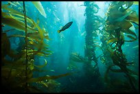 Fish in kelp forest, Santa Barbara Island. Channel Islands National Park, California, USA.