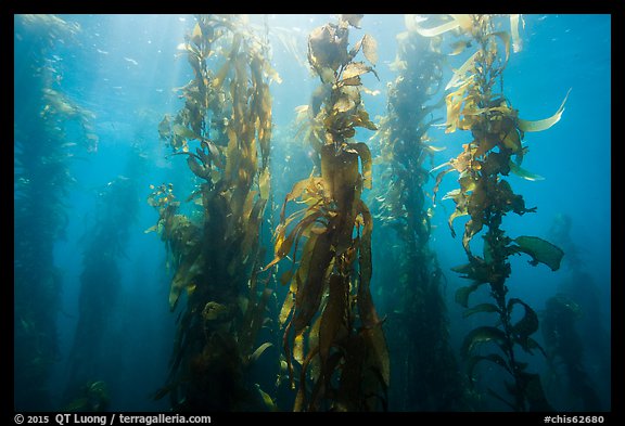 Giant kelp, Macrocystis pyrifera, Santa Barbara Island. Channel Islands National Park (color)