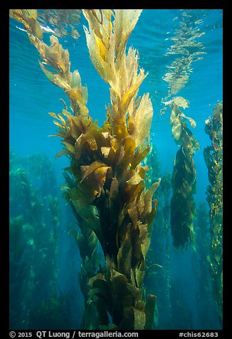 Kelp fronds in shallow water, Santa Barbara Island. Channel Islands National Park (color)