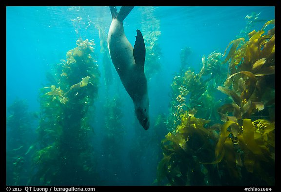 California sea lion diving in kelp forest, Santa Barbara Island. Channel Islands National Park (color)