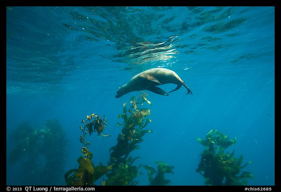 California sea lion under water surface above kelp, Santa Barbara Island. Channel Islands National Park (color)
