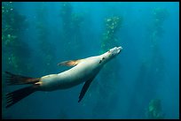 California sea lion and kelp forest underwater, Santa Barbara Island. Channel Islands National Park ( color)