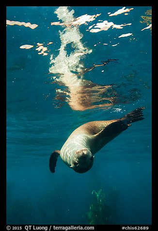 Sea lion swimming upside down with surface reflection, Santa Barbara Island. Channel Islands National Park (color)