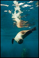 Sea lion swimming upside down with surface reflection, Santa Barbara Island. Channel Islands National Park ( color)