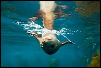 Sea lion swimming upside down, Santa Barbara Island. Channel Islands National Park ( color)