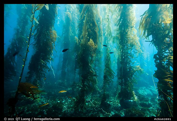 Giant kelp forest, Santa Barbara Island. Channel Islands National Park (color)