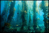 Giant kelp forest, Santa Barbara Island. Channel Islands National Park, California, USA.