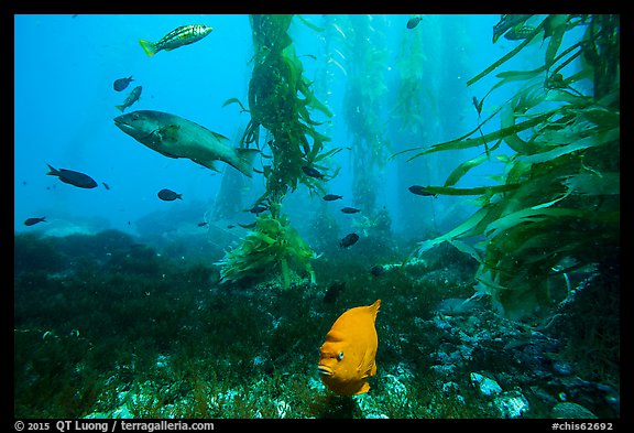 Garibaldi, ocean floor, and kelp, Santa Barbara Island. Channel Islands National Park (color)