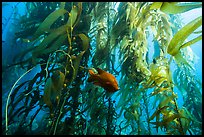 Garibaldi beneath kelp canopy, Santa Barbara Island. Channel Islands National Park, California, USA.