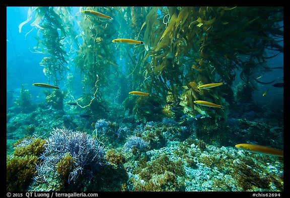Ocean floor, fish, and kelp forest, Santa Barbara Island. Channel Islands National Park (color)