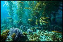 Ocean floor, fish, and kelp forest, Santa Barbara Island. Channel Islands National Park, California, USA.