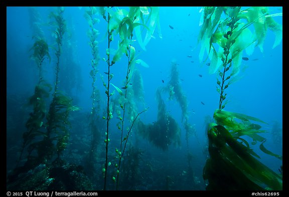 Giant kelp, pneumatocysts, and fish, Santa Barbara Island. Channel Islands National Park (color)