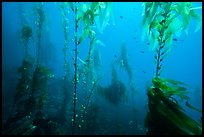 Giant kelp, pneumatocysts, and fish, Santa Barbara Island. Channel Islands National Park, California, USA.