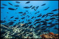 School of fish, Santa Barbara Island. Channel Islands National Park, California, USA.