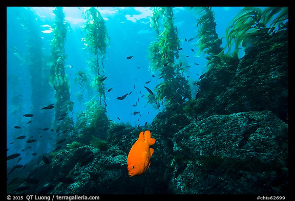 Garibaldi fish, rocky reef, and kelp, Santa Barbara Island. Channel Islands National Park (color)