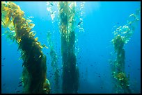 Fish and giant kelp plants, Santa Barbara Island. Channel Islands National Park, California, USA.