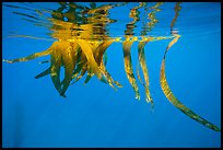 Drifting kelp and reflection, Santa Barbara Island. Channel Islands National Park, California, USA.